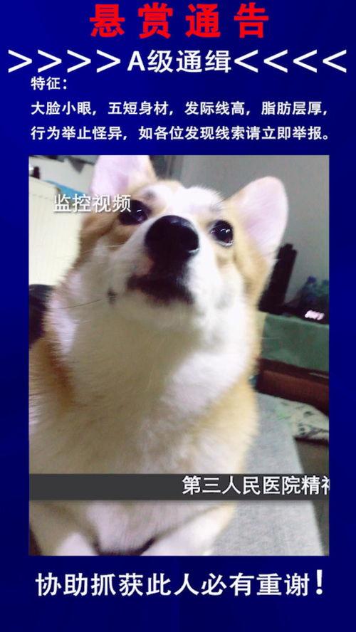 吱一声图片,揭开神秘声音背后的故事