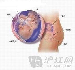 怀孕五个月的宝宝图片,见证生命奇迹的温馨瞬间